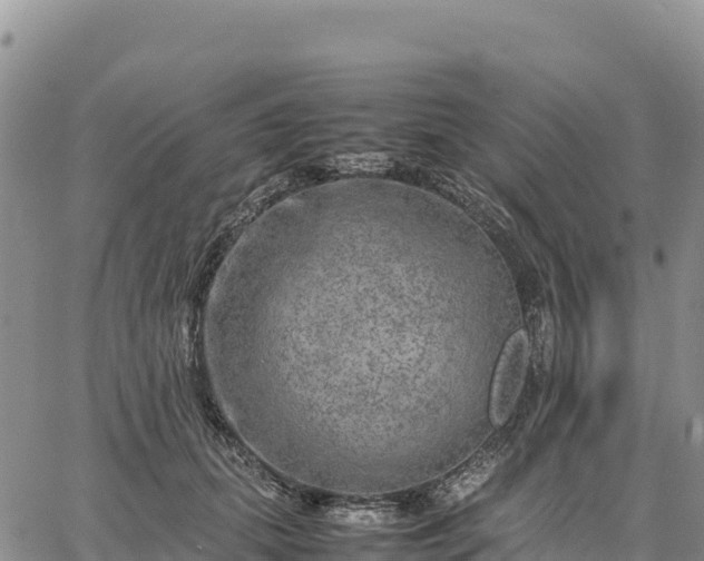 X0000064770655200602171826