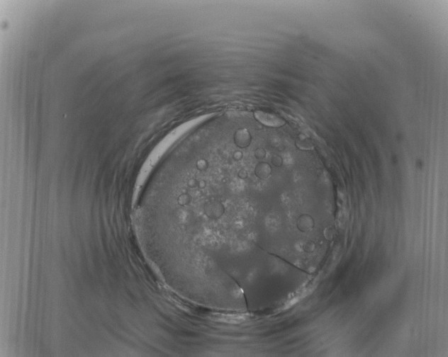 X0000064770671200602171826