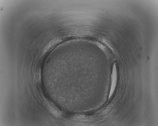 X0000064770685200602171825