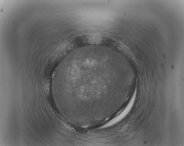 X0000064770697200602171825