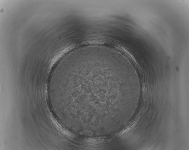 X0000064770725200602171824