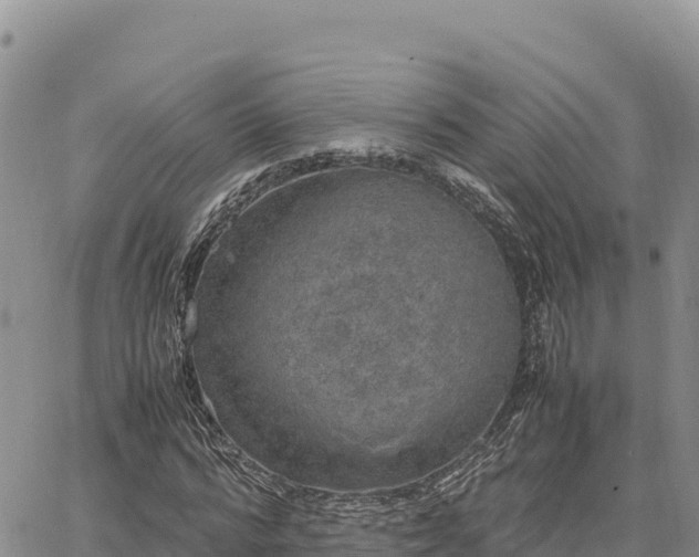 X0000064770776200602171823