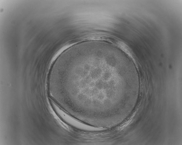 X0000064770803200602171823