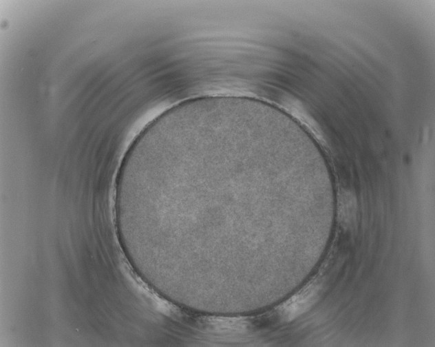 X0000064770856200602171823