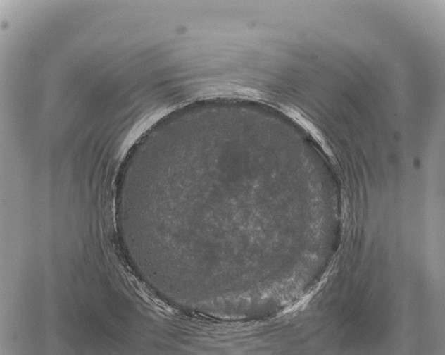 X0000064770877200602171822