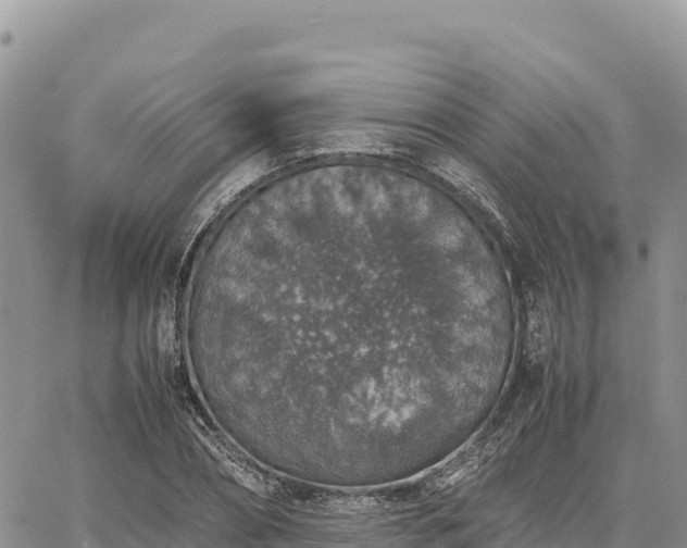 X0000064770882200602171822