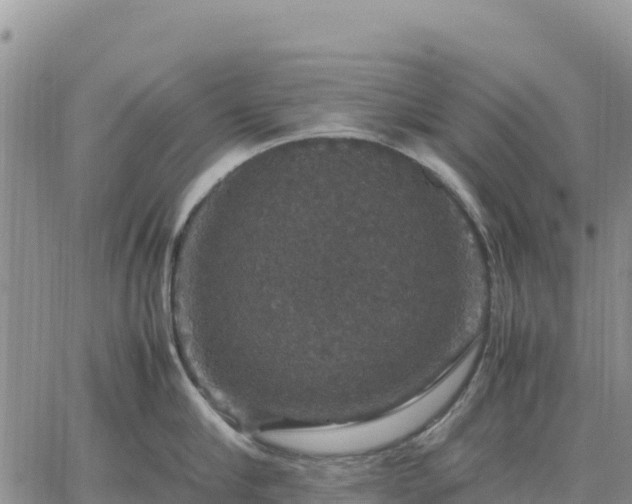 X0000064770910200602171821