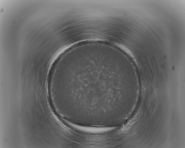 X0000064770935200602171821