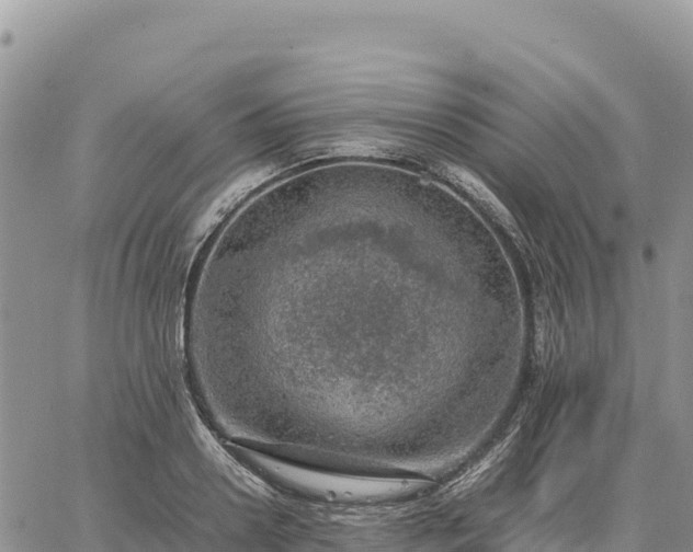 X0000064770938200602171821