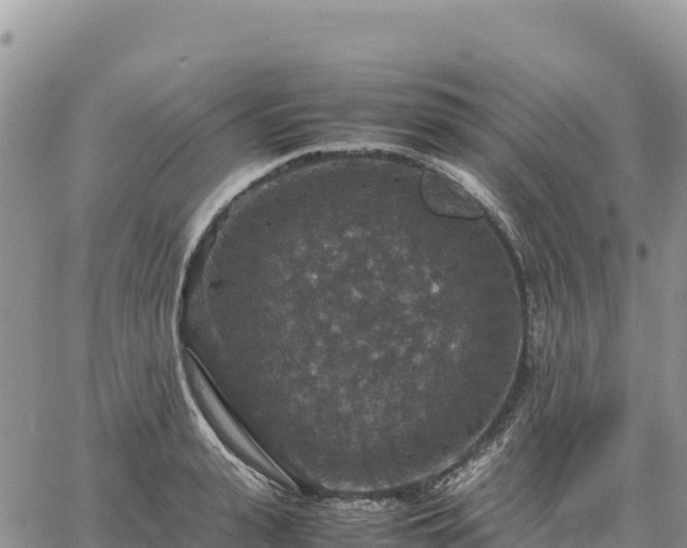 X0000064770943200602171821