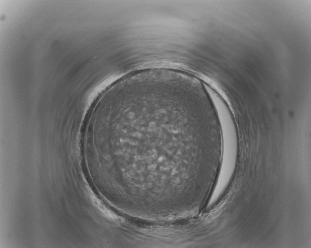 X0000064770995200602171820