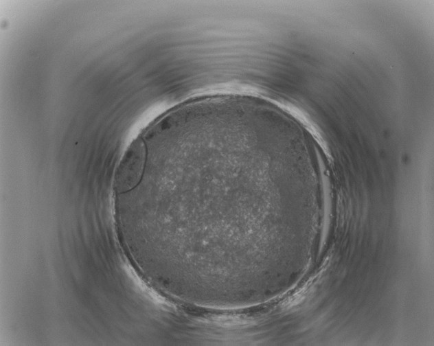 X0000064770998200602171820