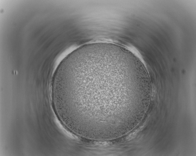 X0000064771003200602171820