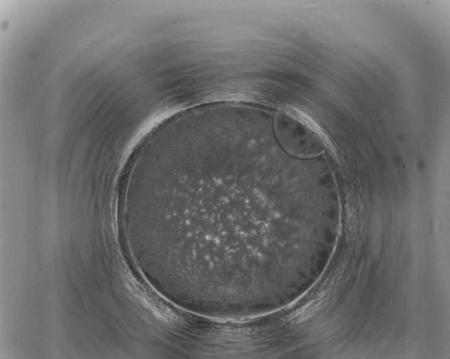 X0000064771035200602171819