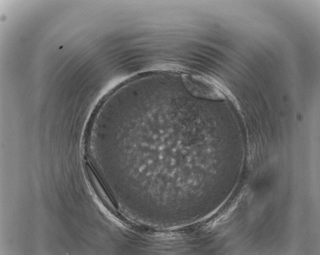 X0000064771037200602171819