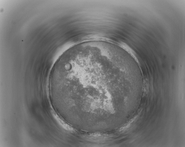 X0000064771098200602171818