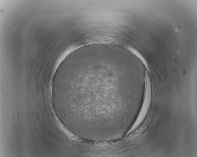 X0000064771099200602171818