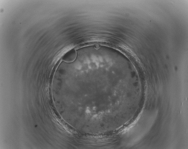 X0000064771121200602171817