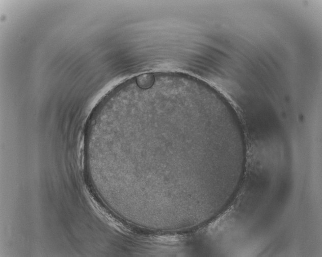 X0000064771126200602171818