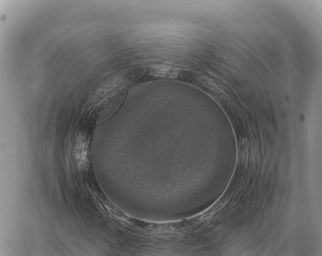 X0000064771154200602171817