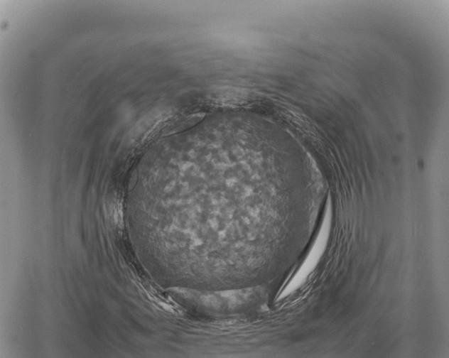 X0000064771155200602171817