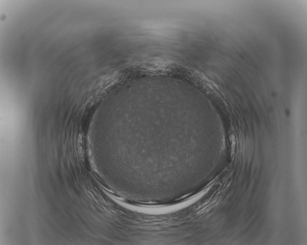 X0000064771156200602171817