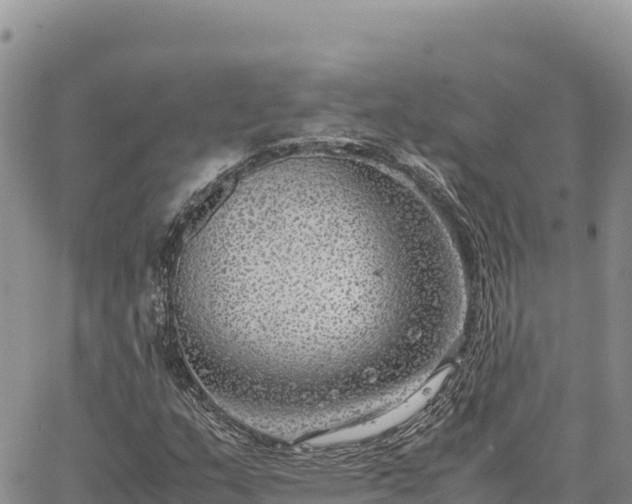 X0000064771159200602171817