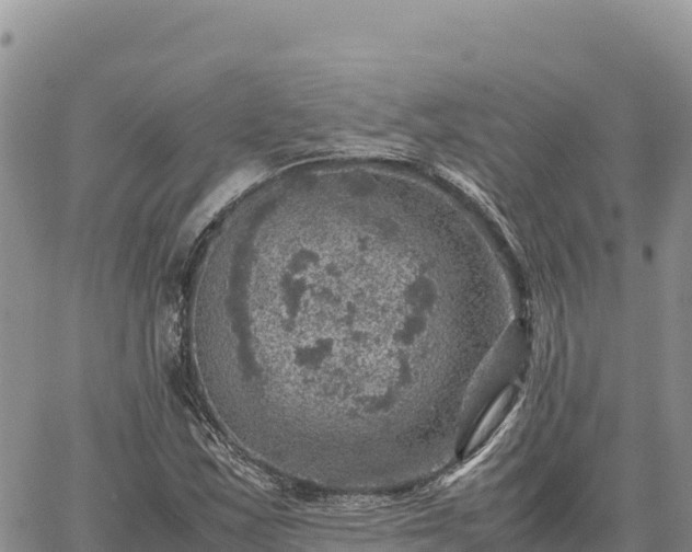 X0000064771163200602171817