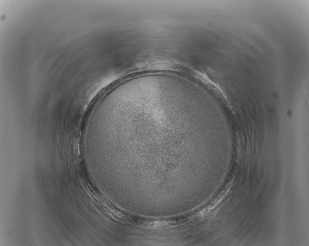 X0000064771166200602171817