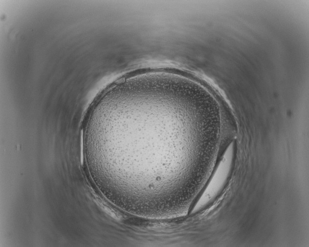 X0000064771175200602171817