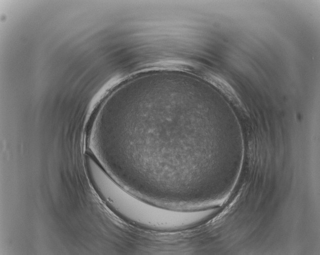 X0000064771180200602171817