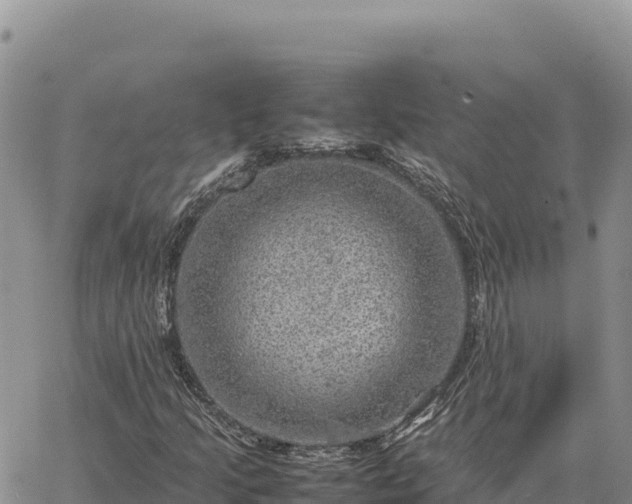 X0000064771205200602171816