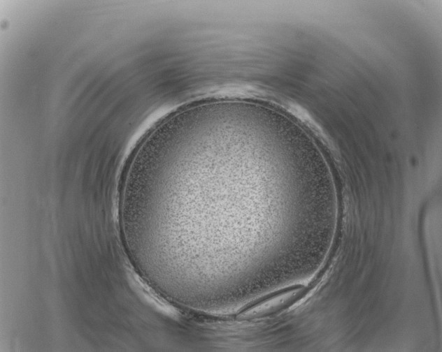 X0000064771232200602171816