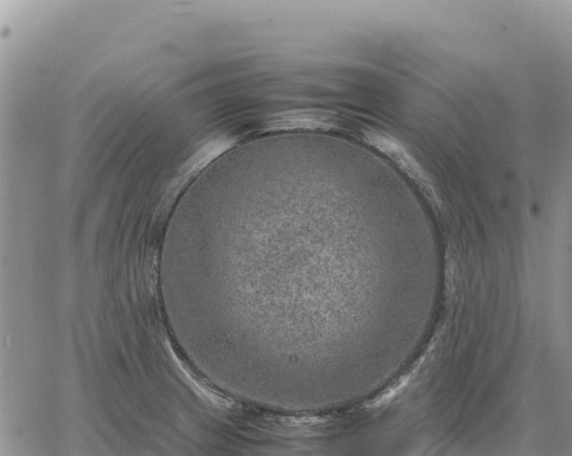 X0000064771233200602171816