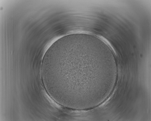 X0000064771244200602171816