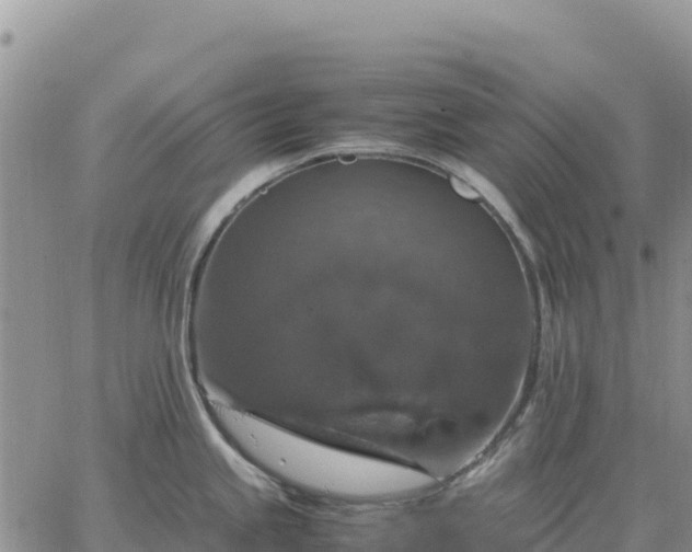 X0000064771245200602171816