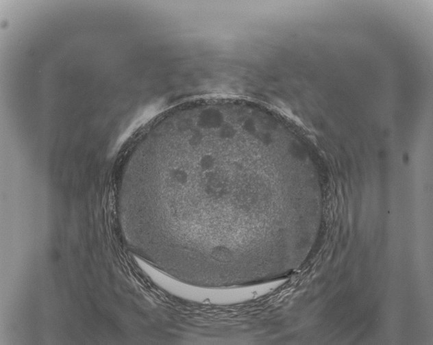 X0000064771255200602171815