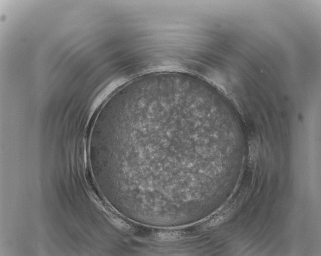 X0000064771274200602171815