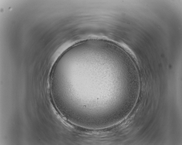 X0000064771287200602171815