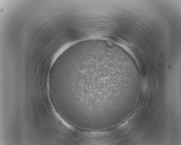 X0000064771294200602171815