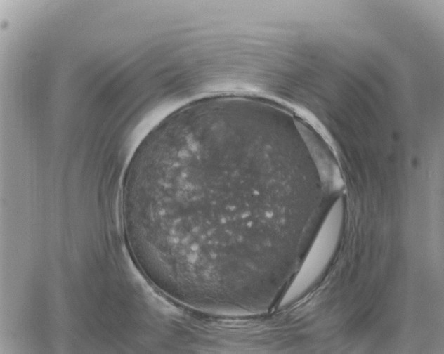 X0000064771295200602171815