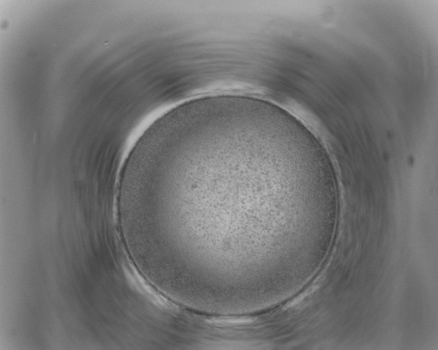 X0000064771296200602171815