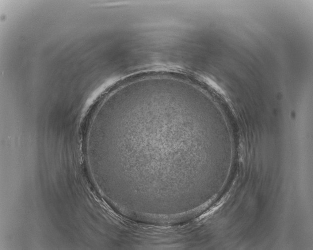 X0000064771310200602171814