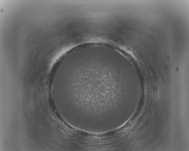 X0000064771311200602171814