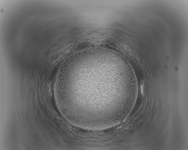 X0000064771347200602171814