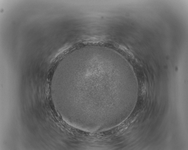 X0000064771350200602171814