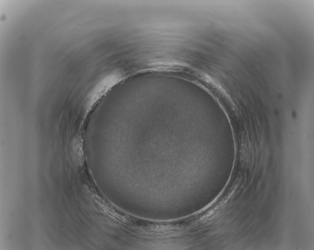 X0000064771362200602171814