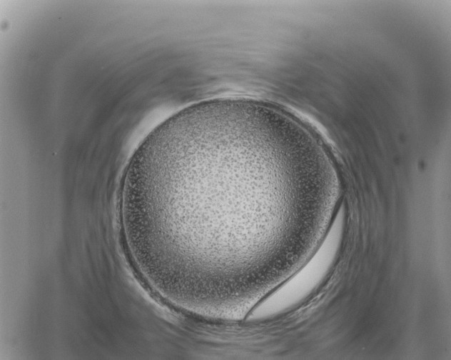 X0000064771375200602171813