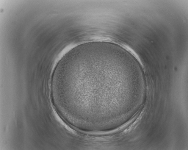 X0000064771381200602171813