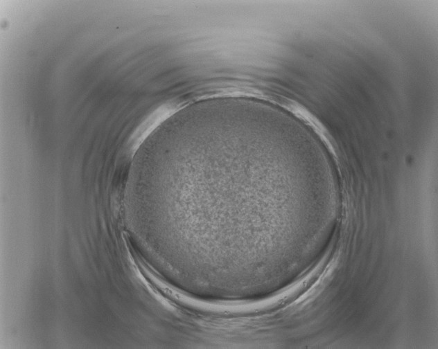 X0000064771385200602171813